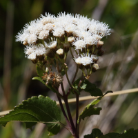 ageratina_altissima2bd (Ageratina altissima)