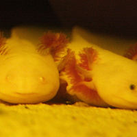 ambystoma_mexicanum3md (Ambystoma mexicanum)