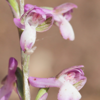 anacamptis_champagneuxi3md (Anacamptis champagneuxii)