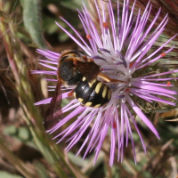 anthidium_sp2md (Anthidium sp)