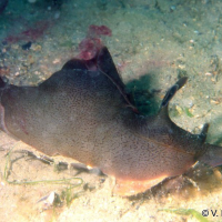Aplysia depilans (Lièvre de mer, limace de mer)