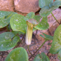 Arisarum vulgare (Arum à capuchon, Capuchon de moine)