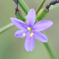 aristea_ecklonii2md (Aristea ecklonii)