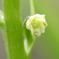 benthamia_latifolia4md (Benthamia latifolia)