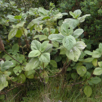 Boehmeria stipularis (Grande ortie, Bois de source blanc)