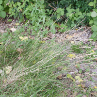 Brachypodium pinnatum (Brachypode penné)