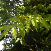 Bunchosia armeniaca (Bunchosie des Andes)
