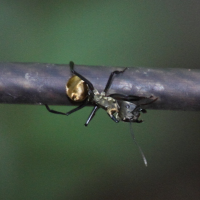 camponotus_sericeiventris3md (Camponotus sericeiventris)