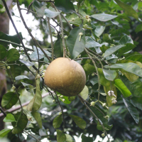 citrus_maxima4md (Citrus maxima)