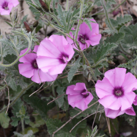 Convolvulus_althaeoides (Convolvulus althaeoides)