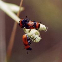 Coptocephala scopolina (Coptocephala de Scopoli)