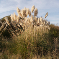 cortaderia_selloana2md (Cortaderia selloana)