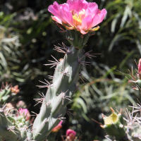 cylindropuntia_imbricata2md