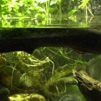 Electrophorus electricus (Gymnote, anguille électrique)