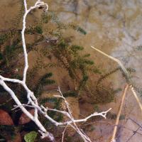 Elodea canadensis (Elodée du Canada)