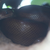 Epicrates maurus (Boa arc-en-ciel colombien)