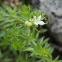 galium_cespitosum2bd