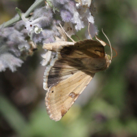 heliothis_peltigera2bd