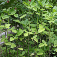 kalanchoe_pinnata3md