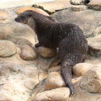 Lutra lutra (Loutre d'Europe)