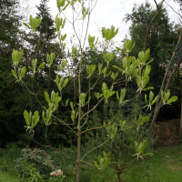 magnolia_macrophylla2bd