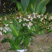 Oncidium ornithorhynchum (Oncidium)