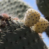 opuntia_leucotricha5md