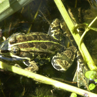 pelophylax_ridibundus1md