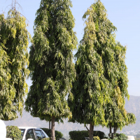 Polyalthia longifolia (Arbre à mât, Ashok)