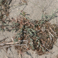 Polygonum maritimum (Renouée maritime)