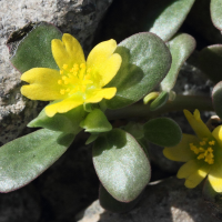 portulaca_oleracea3md