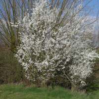 Prunus_cerasifera