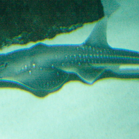 Rhynchobatus djiddensis (Guitare de mer géante, Requin raie)
