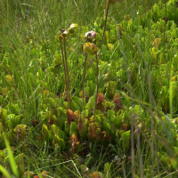 Sarracenia purpurea (Sarracène pourpre, Sarracénie pourpre)