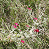 silene_coronaria3md