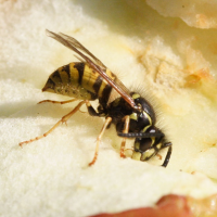 vespula_vulgaris4md