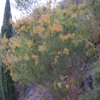 acacia_cultriformis2md (Acacia cultriformis)