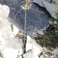 Allium paniculatum (Ail paniculé, Ail en panicule)