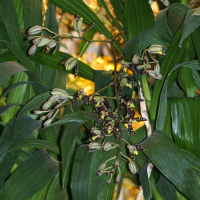 Ansellia_africana (Ansellia africana)