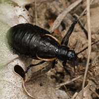 arima_marginata2md (Arima marginata)