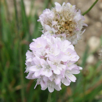 armeria_canescens2md (Armeria canescens)