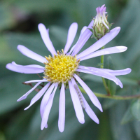 Aster_pyrenaeus (Aster pyrenaeus)