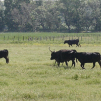 Bos taurus (2) (Vache race Camargue)