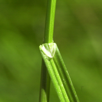 carex_canescens1bmd (Carex canescens)