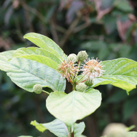 cephalanthus_occidentalis3md (Cephalanthus occidentalis)