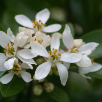 choisya_ternata4bd (Choisya ternata)