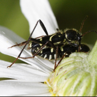 clytus_rhamni2md (Clytus rhamni)