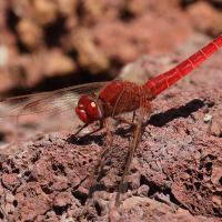 crocothemis_erythraea6bd (Crocothemis erythraea)