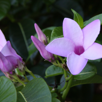 Cryptostegia_madagascariensis (Cryptostegia madagascariensis)