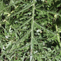 cynara_cardunculus3md (Cynara cardunculus)